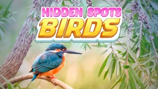 Hidden Spots - Birds browser game